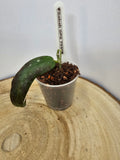 Hoya sp. GPS 7950 (Sabah)