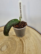 Hoya sp. GPS 7950 (Sabah)
