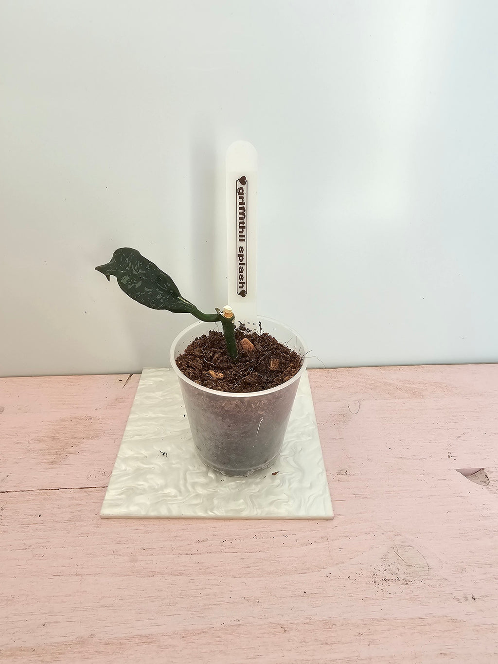 Hoya griffithii splash