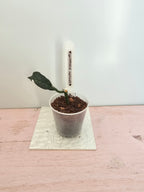 Hoya griffithii splash