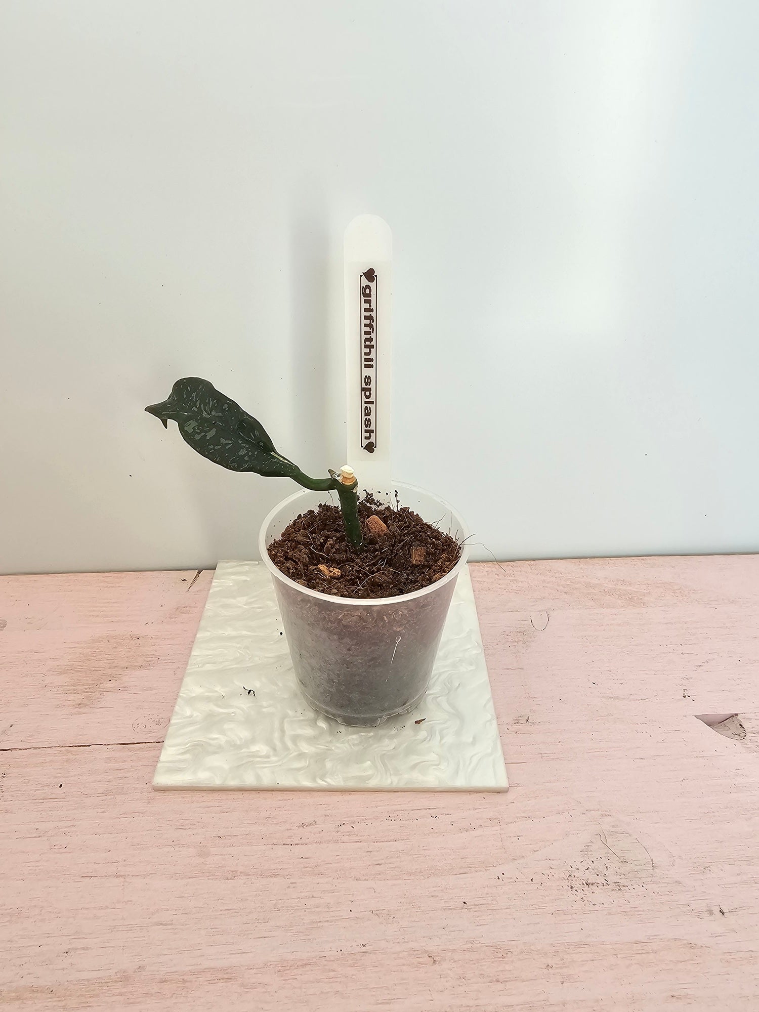 Hoya griffithii splash