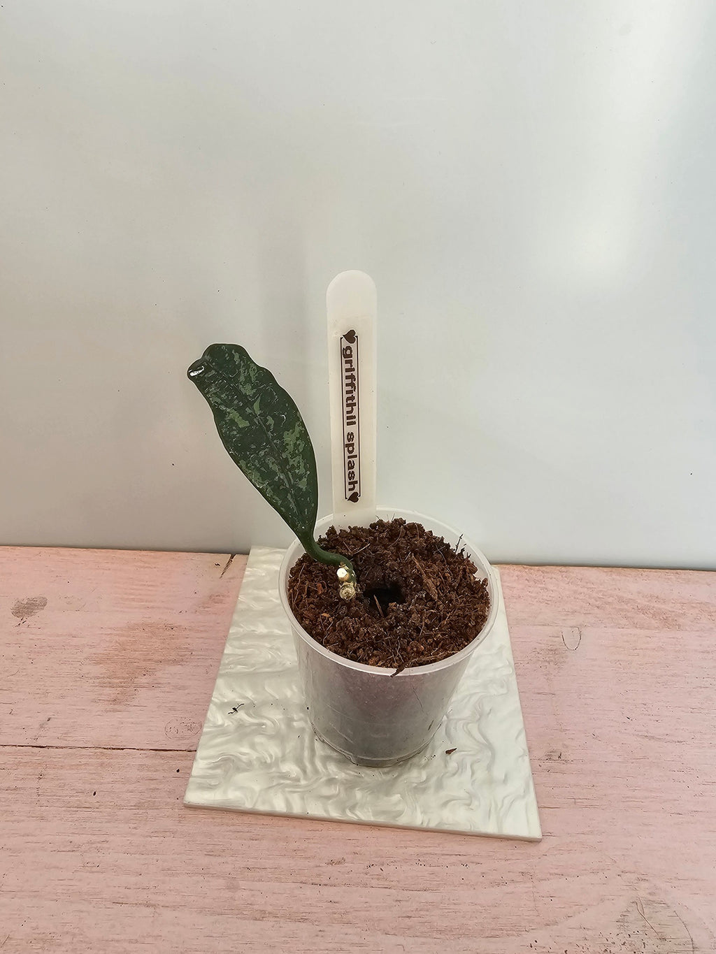 Hoya griffithii splash