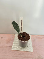 Hoya griffithii splash