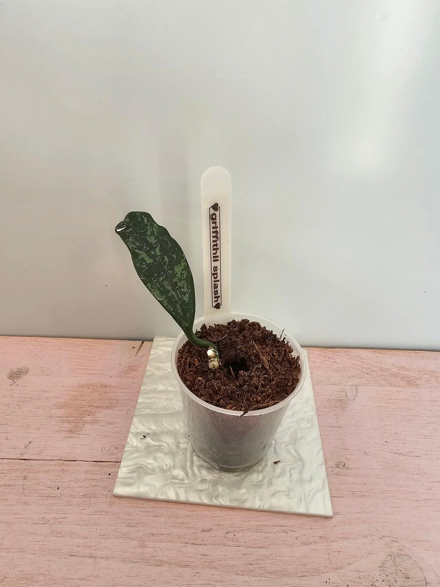 Hoya griffithii splash