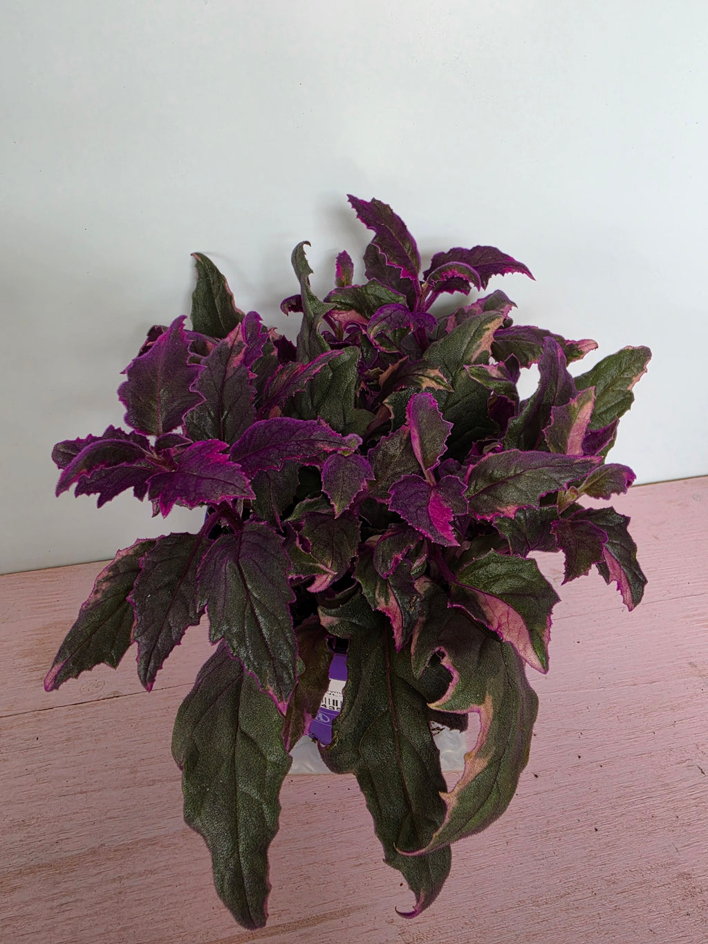 Gynura aurantiaca variegata