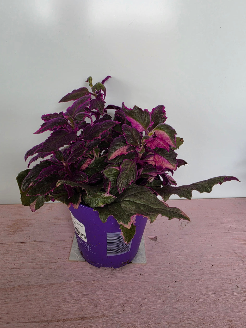 Gynura aurantiaca variegata