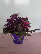 Gynura aurantiaca variegata