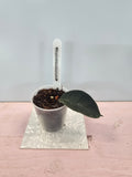 Hoya hamiltoniorum