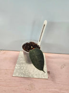 Hoya hamiltoniorum