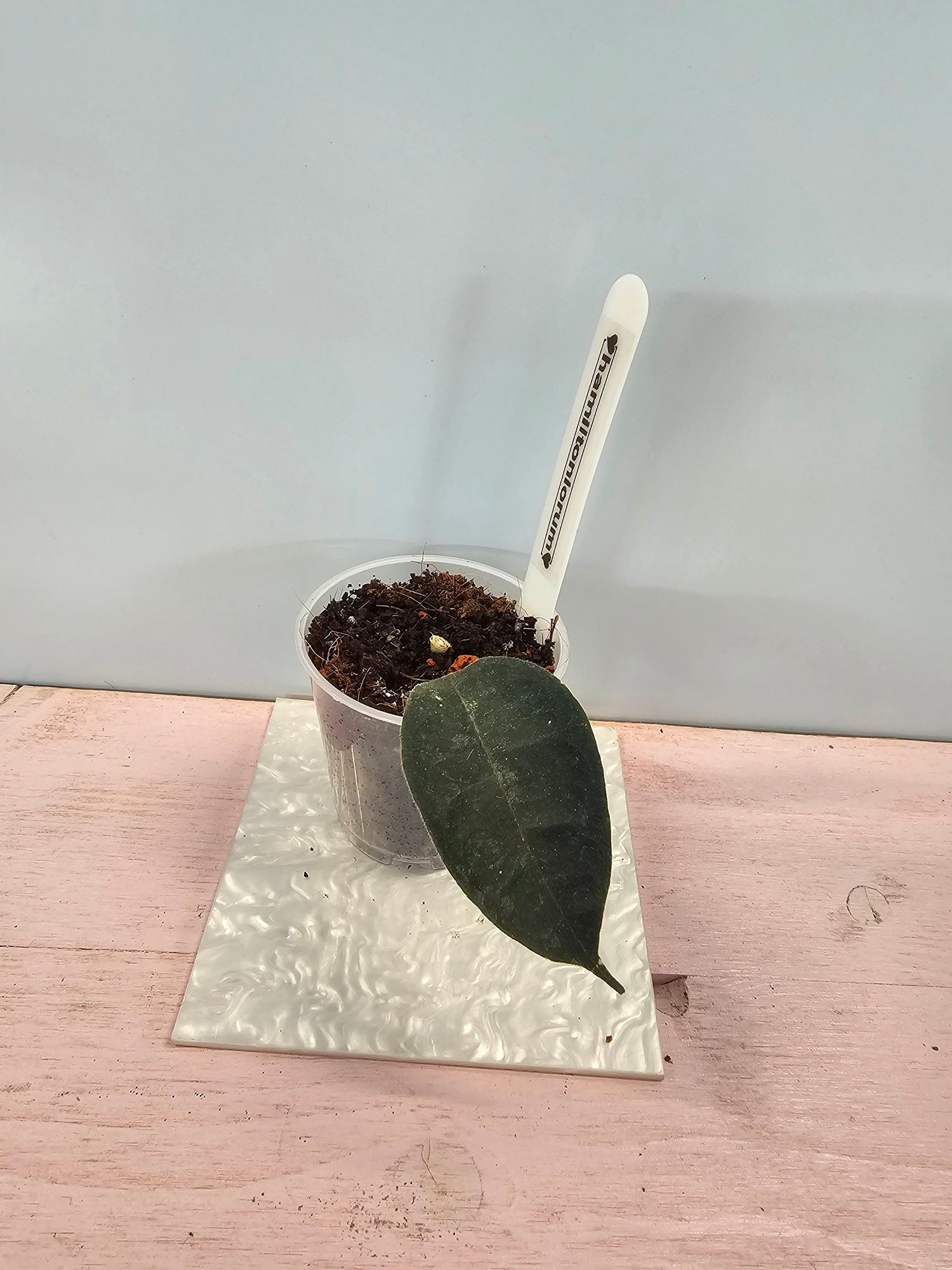 Hoya hamiltoniorum