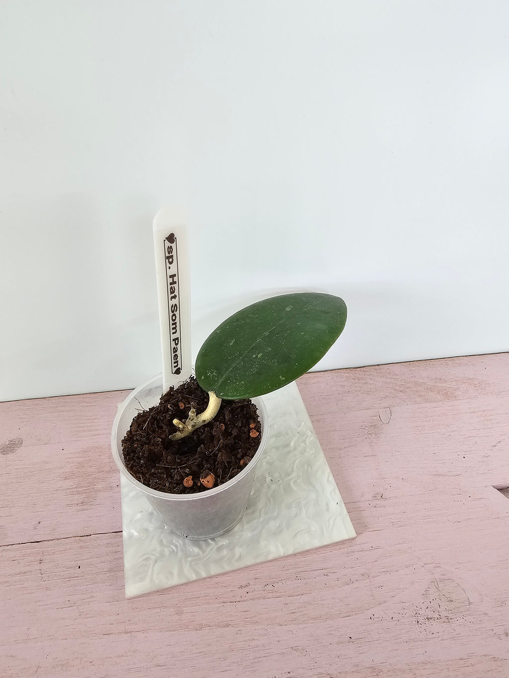 Hoya sp. Hat Som Paen