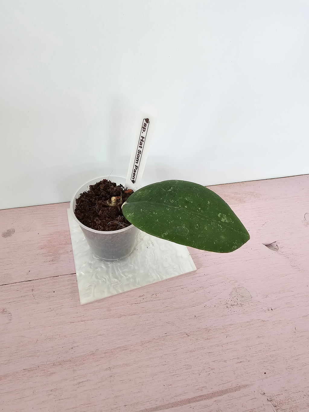Hoya sp. Hat Som Paen