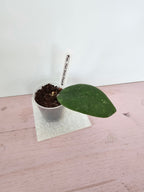 Hoya sp. Hat Som Paen