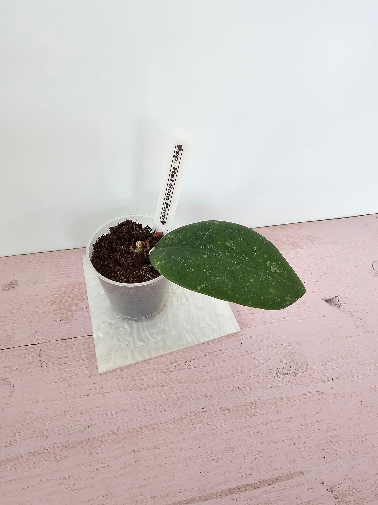 Hoya sp. Hat Som Paen
