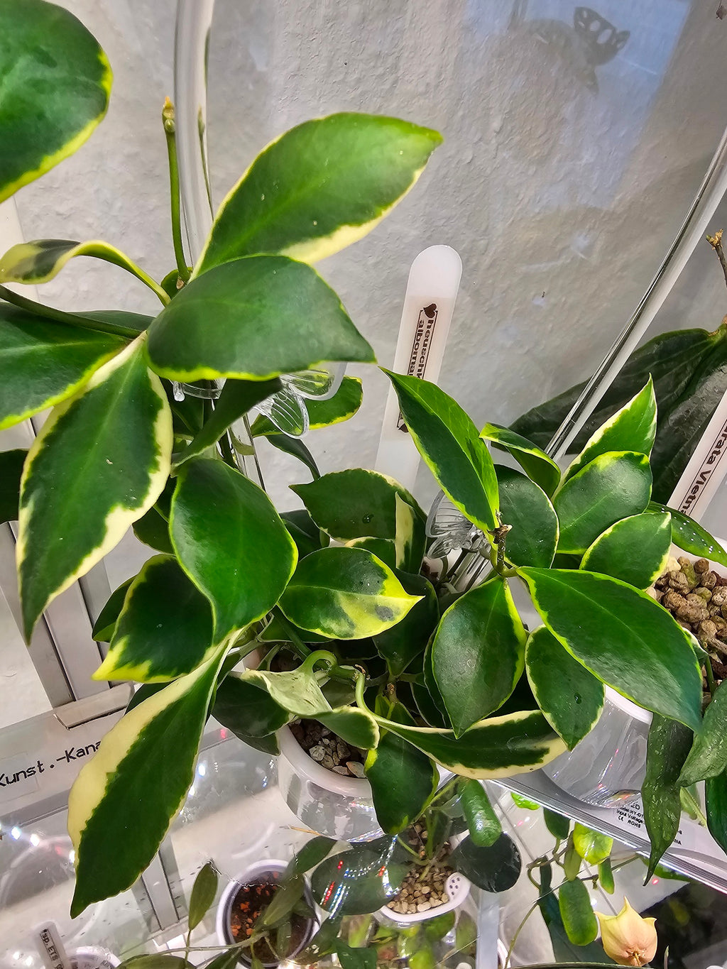 Hoya heuschkeliana albomarginata cutting