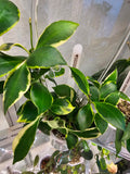 Hoya heuschkeliana albomarginata cutting