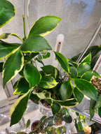 Hoya heuschkeliana albomarginata cutting
