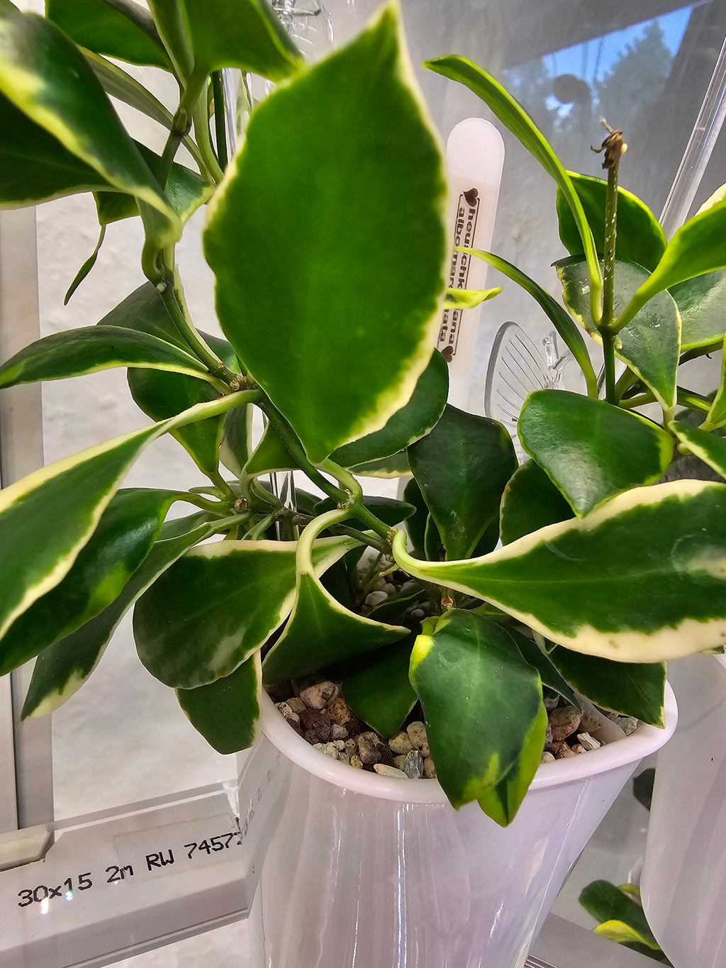 Hoya heuschkeliana albomarginata cutting