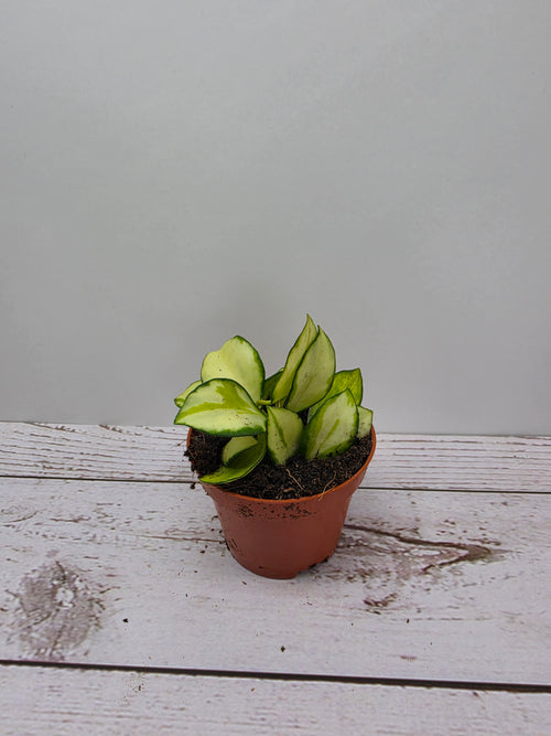 Hoya heuschkeliana variegata