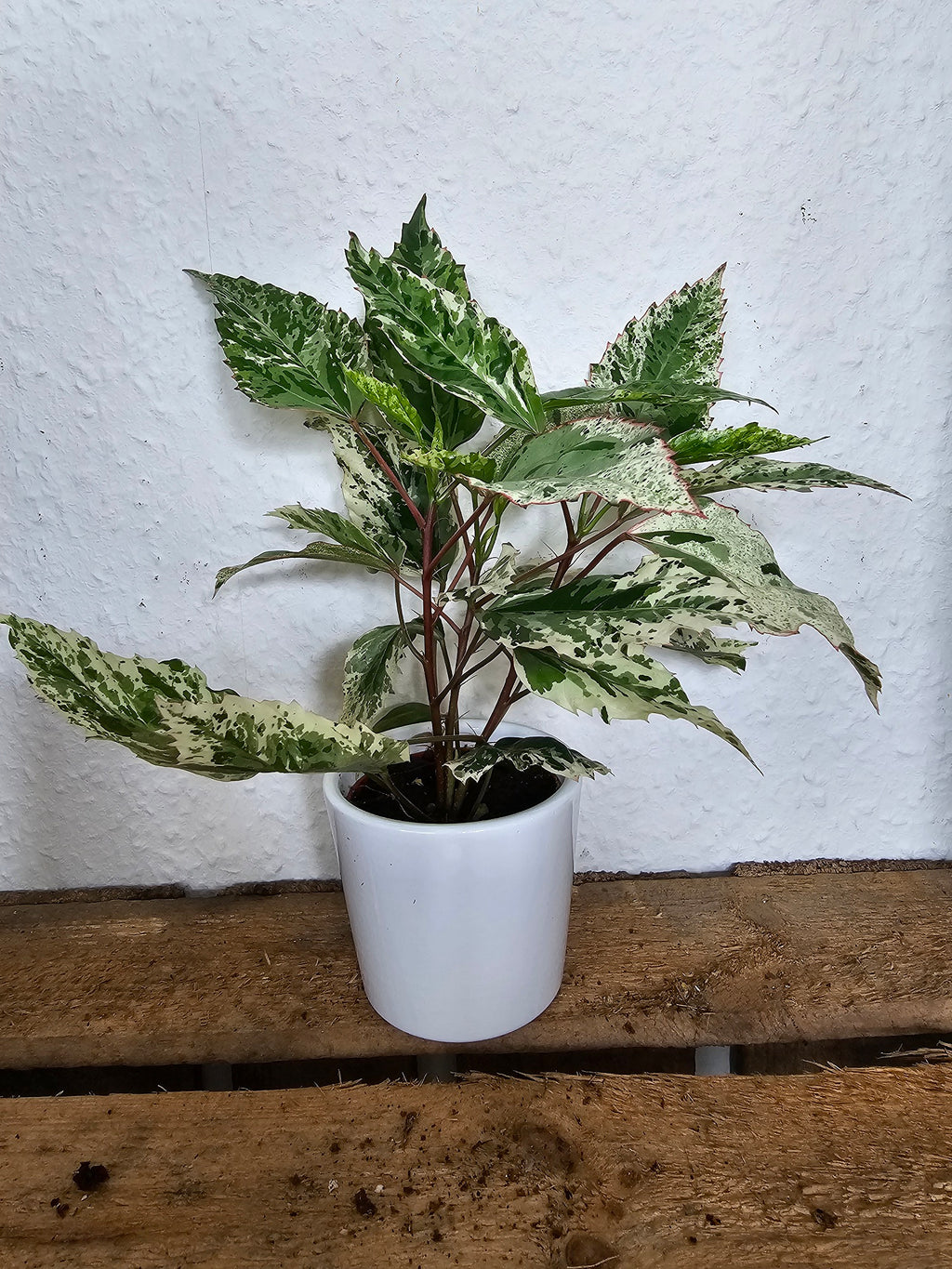 Hibiskus rosa-sinensis variegata