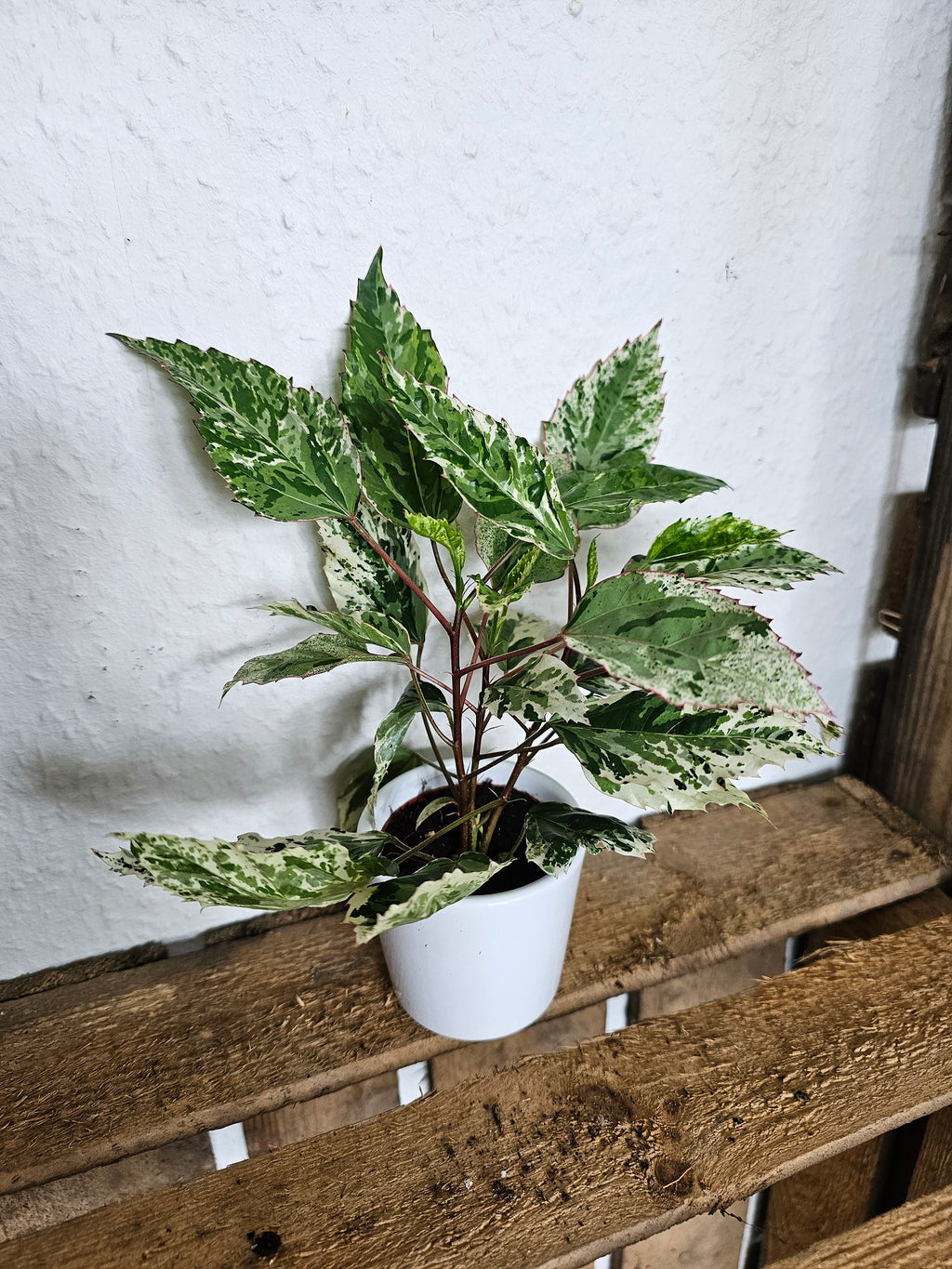 Hibiskus rosa-sinensis variegata