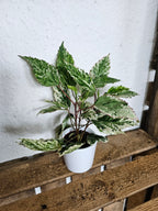 Hibiskus rosa-sinensis variegata