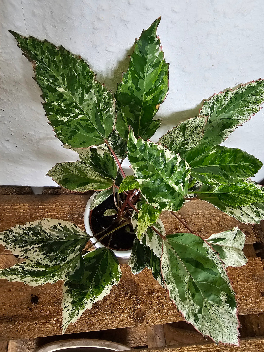Hibiskus rosa-sinensis variegata