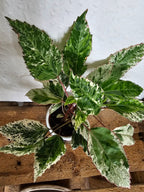 Hibiskus rosa-sinensis variegata