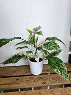 Hibiskus rosa-sinensis variegata