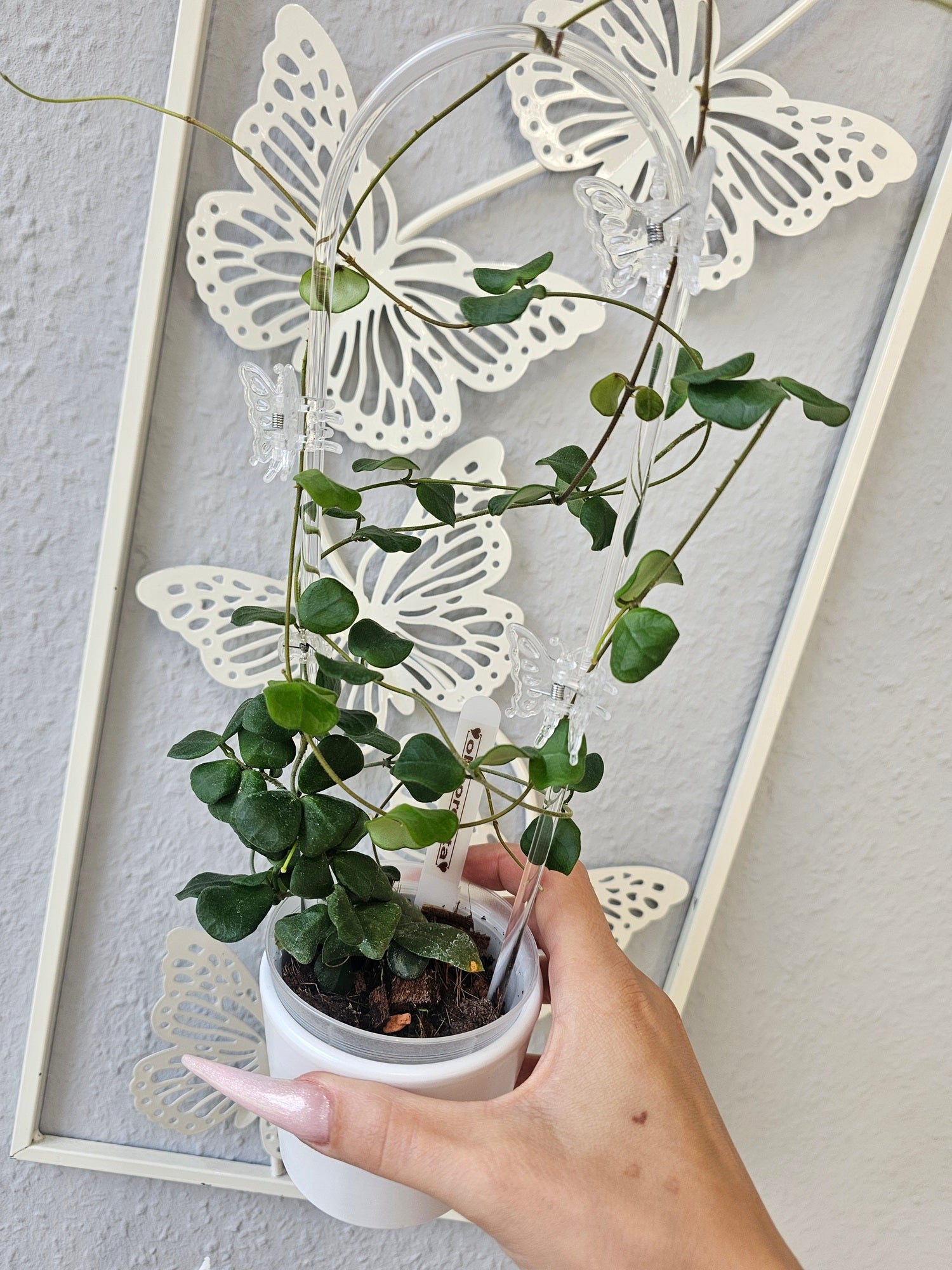 Hoya obcordata cutting