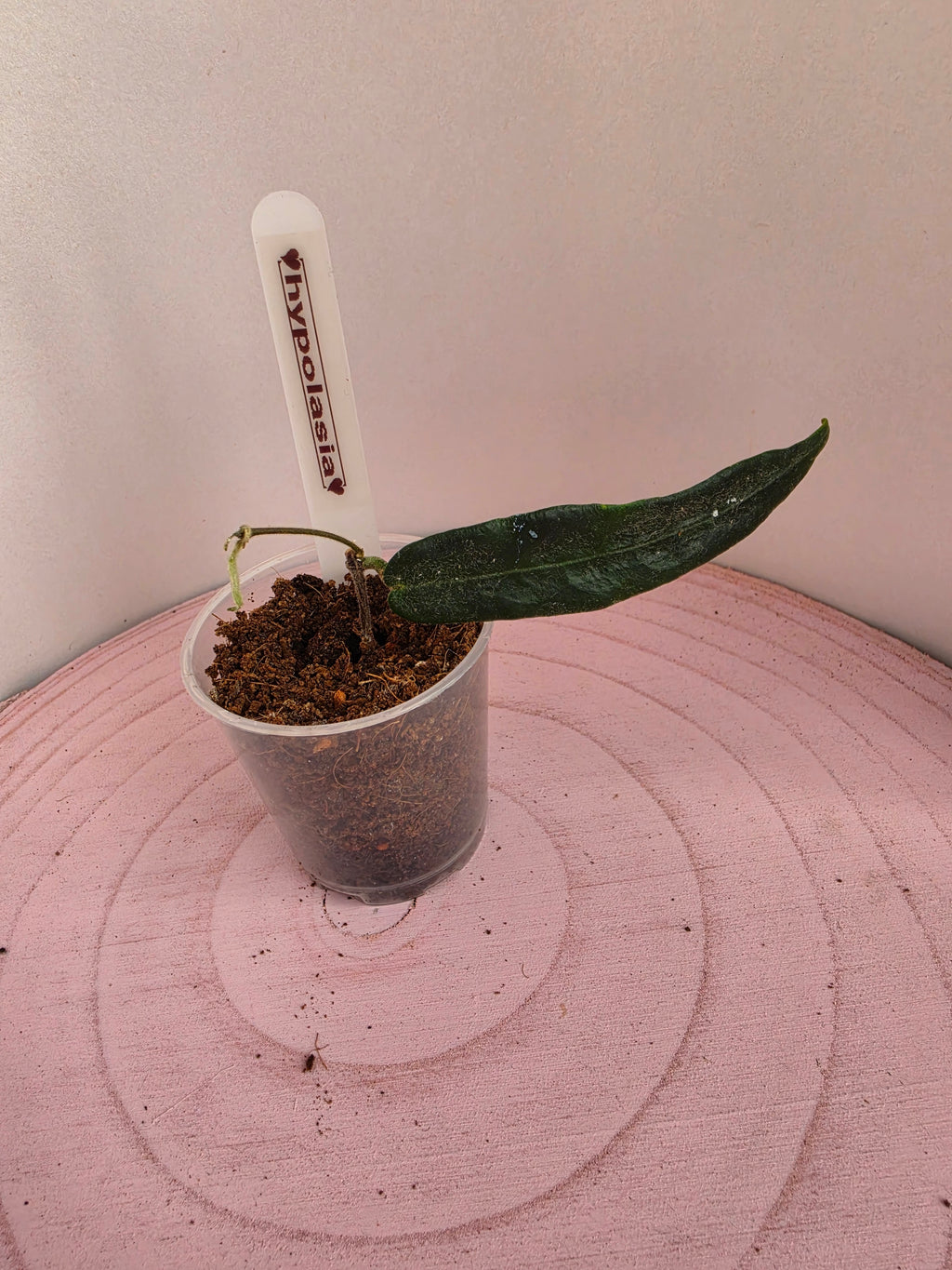 Hoya hypolasia 1 Blatt