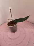 Hoya hypolasia 1 Blatt