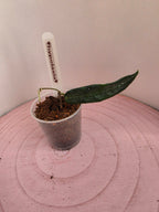 Hoya hypolasia 1 Blatt