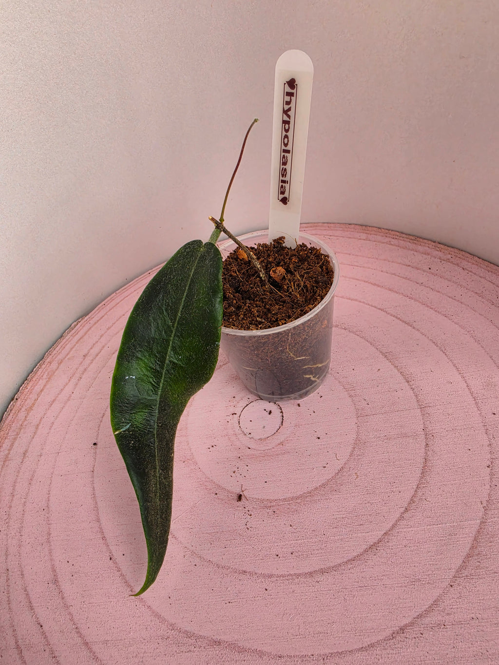 Hoya hypolasia 1 Blatt