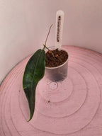Hoya hypolasia 1 Blatt