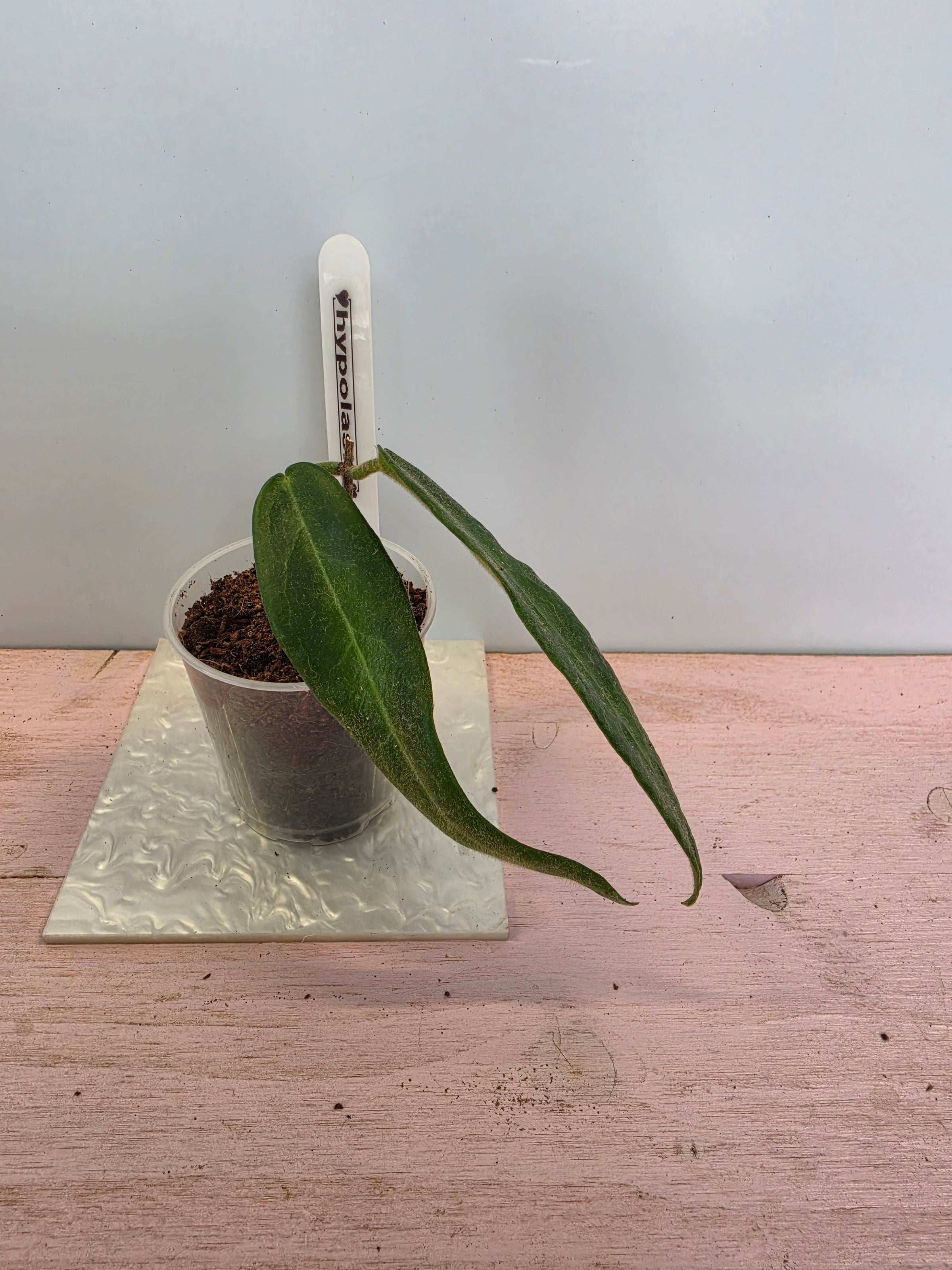 Hoya hypolasia