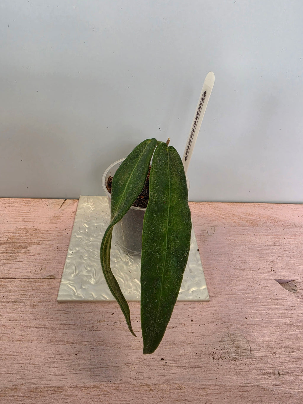 Hoya hypolasia
