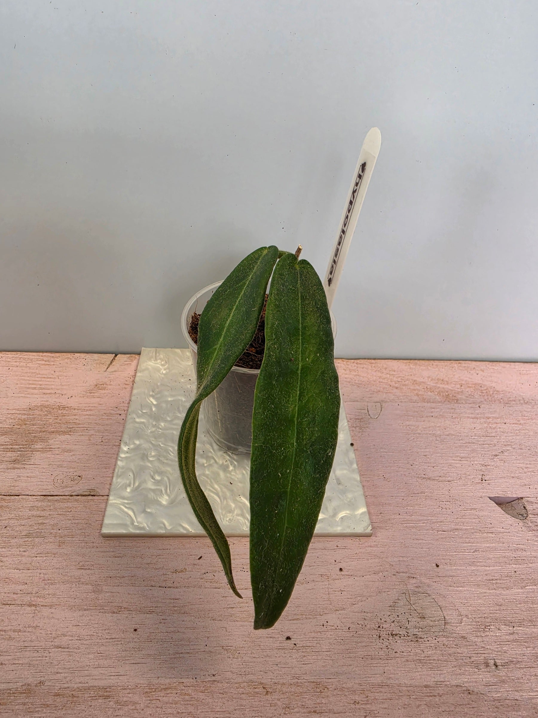 Hoya hypolasia