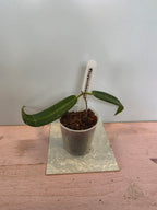 Hoya hypolasia