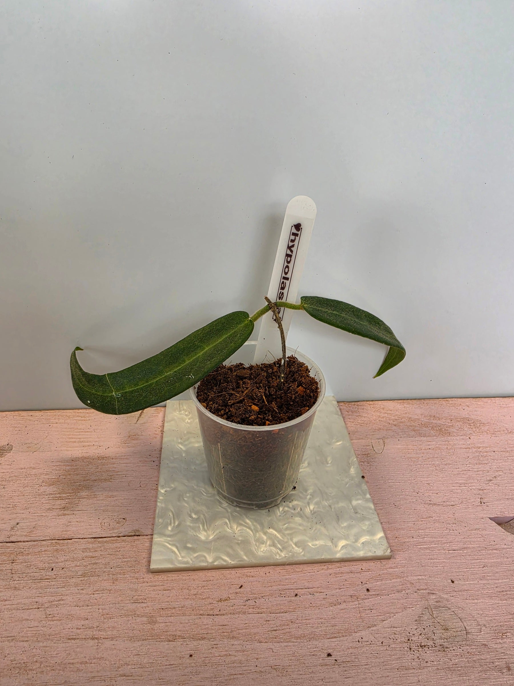 Hoya hypolasia