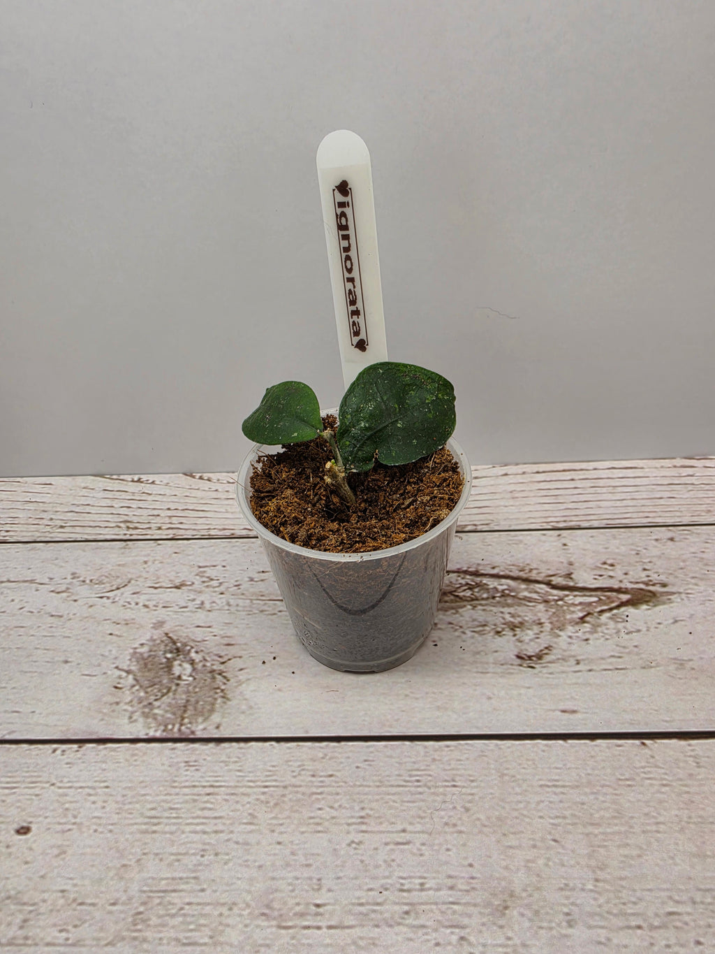 Hoya ignorata