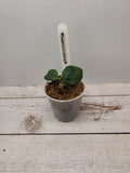 Hoya ignorata