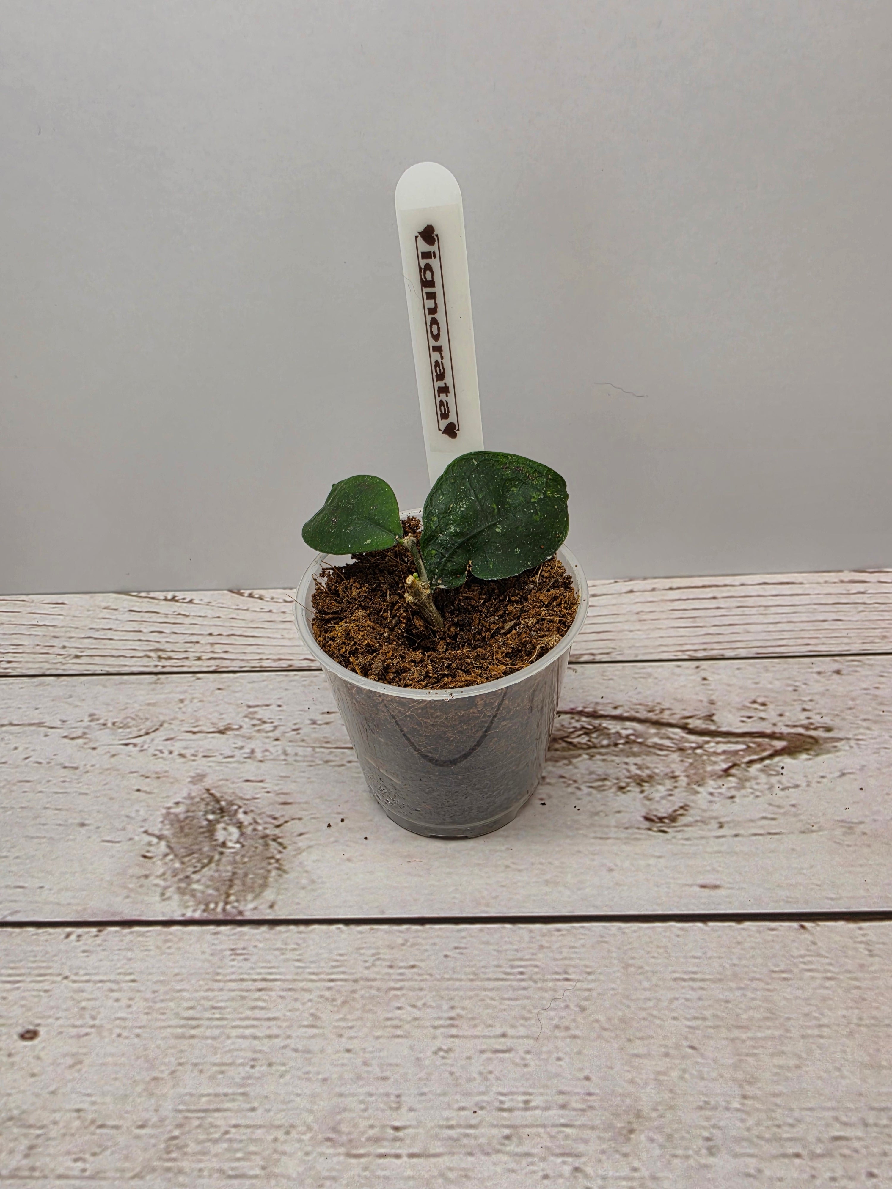 Hoya ignorata
