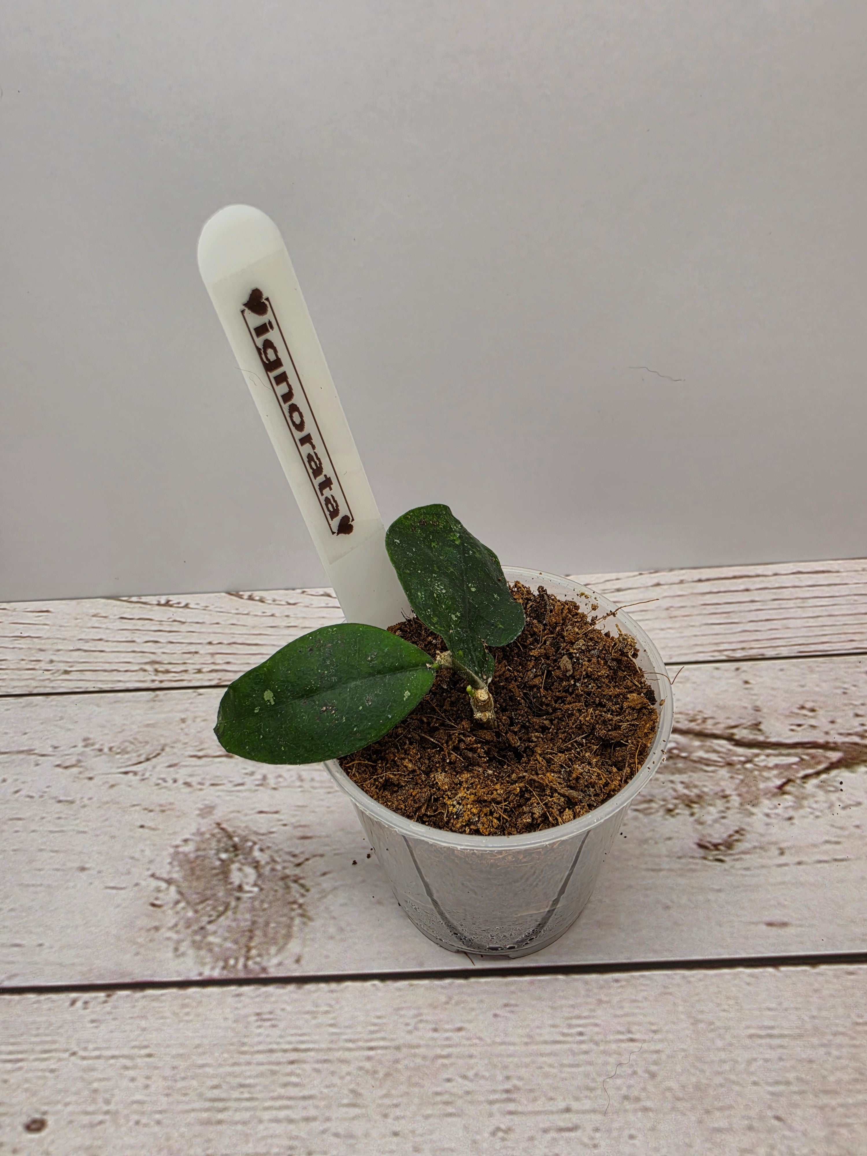 Hoya ignorata