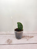 Hoya imbricata