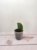 Hoya imbricata