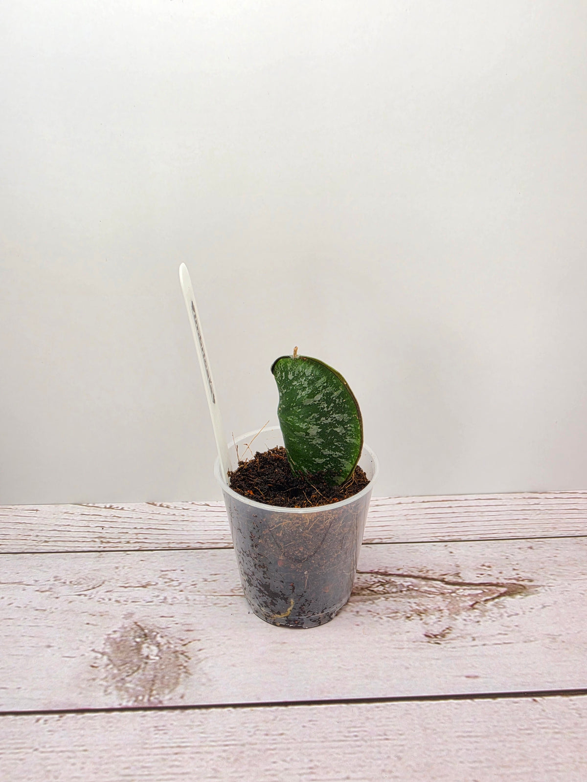 Hoya imbricata