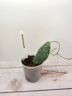 Hoya imbricata