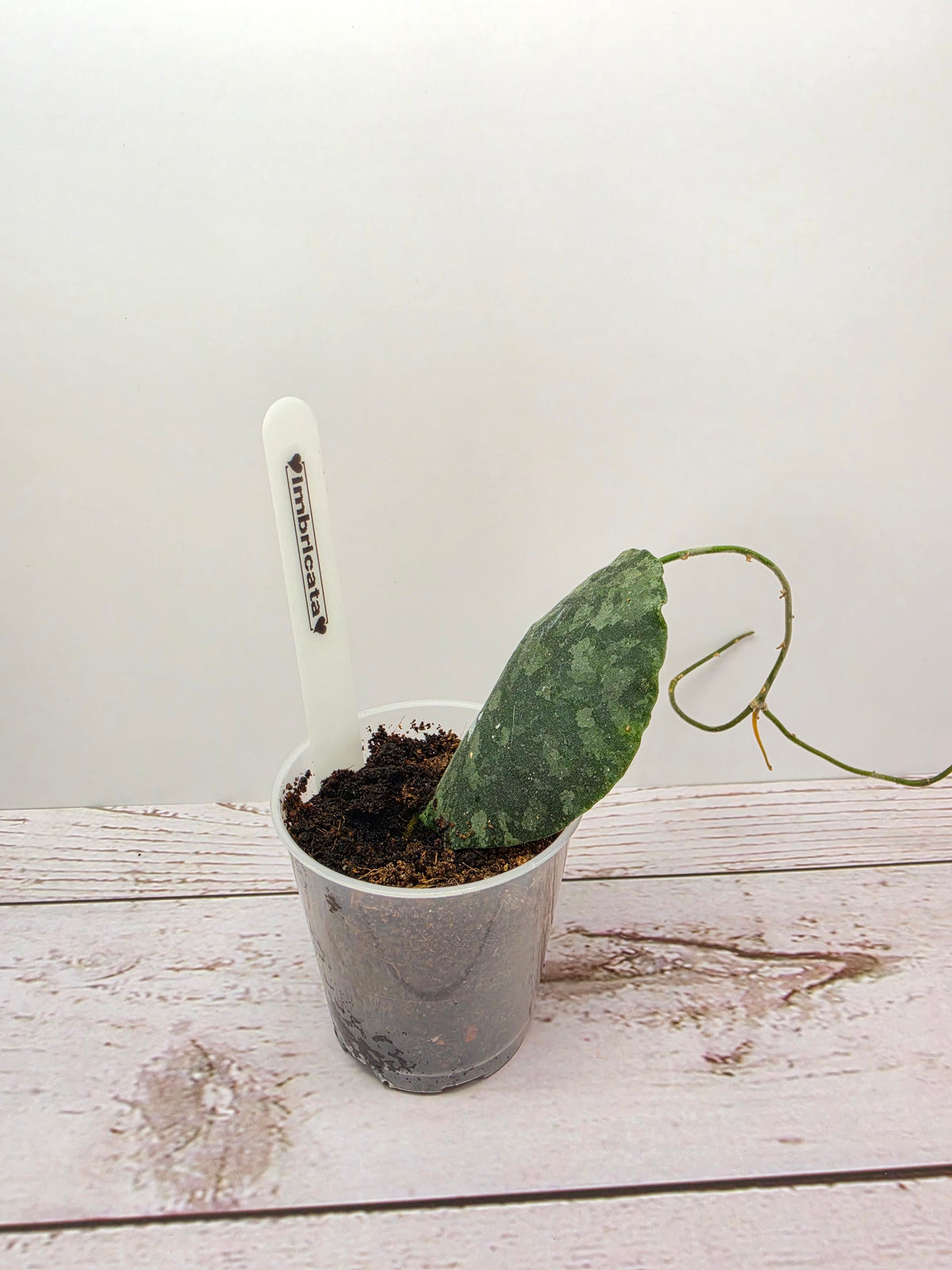 Hoya imbricata
