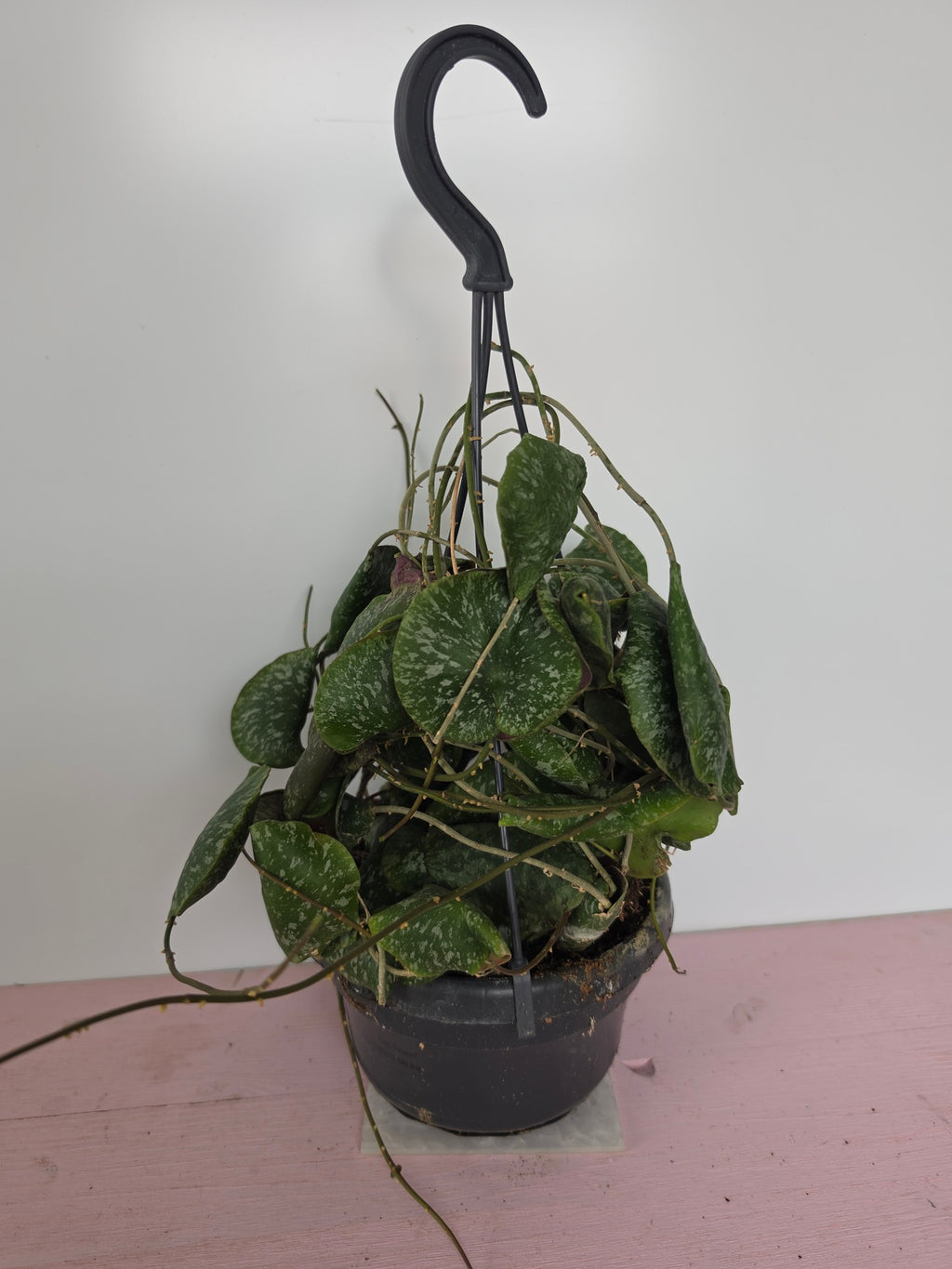 Hoya imbricata
